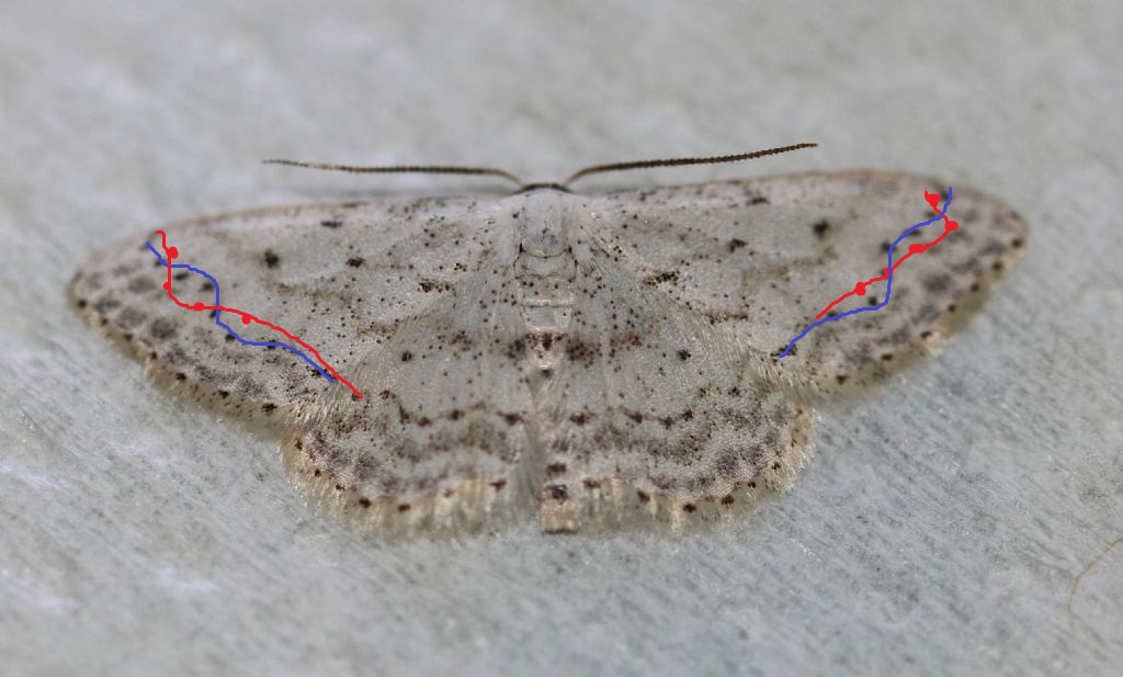 Idaea seriata